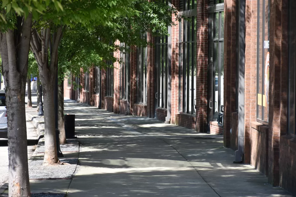 Urban sidewalk shaded by large mature trees